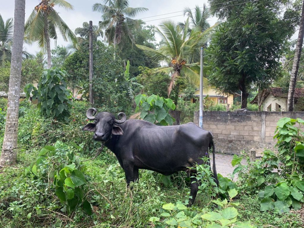 sri-lanka-ako-cestovat-adela-sen-probuzena