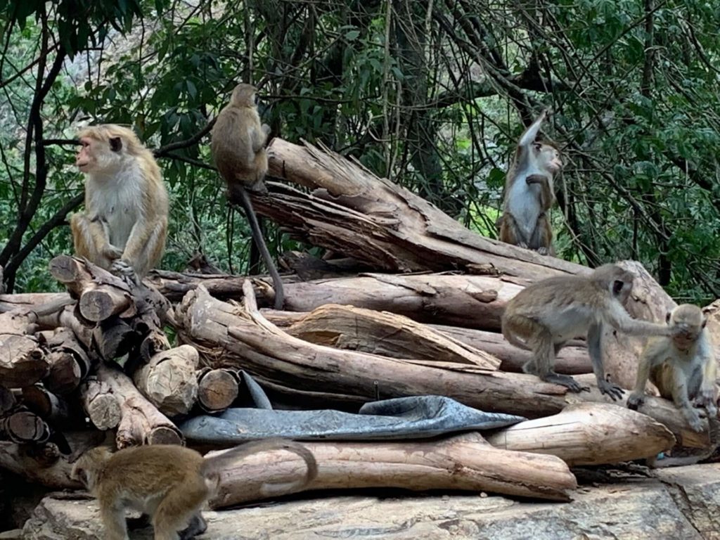 sri-lanka-ako-cestovat-adela-sen-probuzena